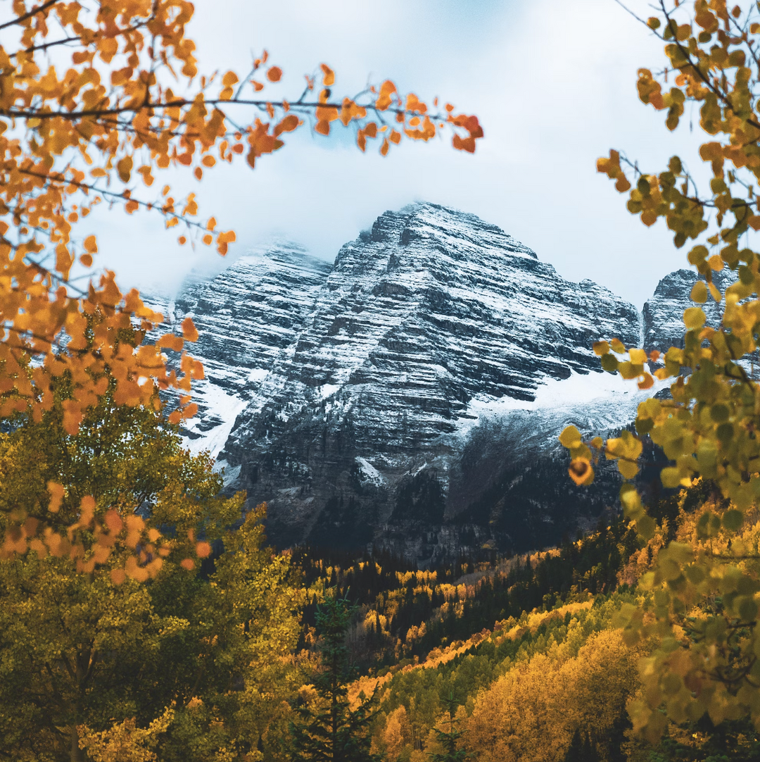 Looking through yellow leaves at snow covered mountain