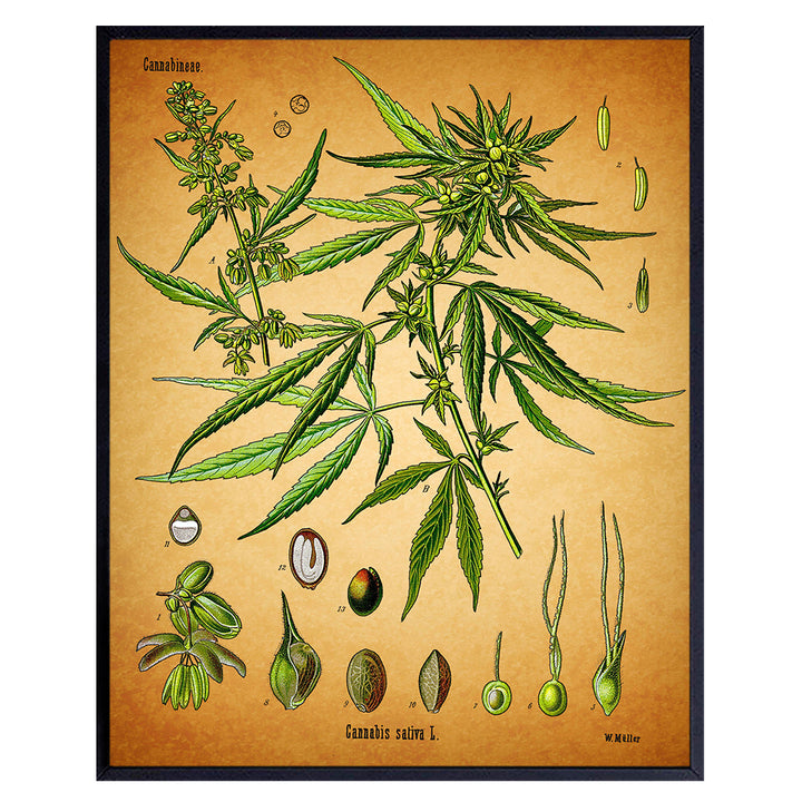 Marijuana Decor - 8x10 Vintage Botanical Art, Pot Poster - Cool Dope Gift for Ganja, Weed Smokers, Cannabis and CBD Fans - Unframed Picture, Photo, Print