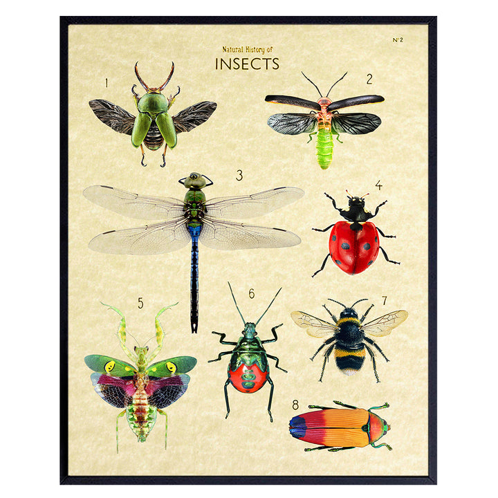 Dragonfly Wall Art - Bee Wall Decor - Bumblebee, Ladybug Decor - Ladybug Gifts - Insect Wall Decor - Dragonfly Wall Art - Scientific Bug Poster - Beetles - Vintage Entomology Botanical Prints