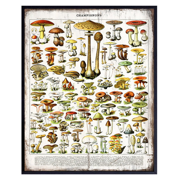 Dining Room, Kitchen Decor - Rustic Vintage Botanical Mushrooms Chart - Larousse Gastronomique Sign Photo Wall Art for Cafe, Restaurant - Unique Housewarming Gift -8x10 Boho Farmhouse Style