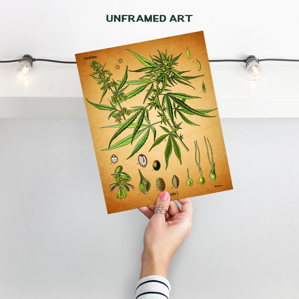 Marijuana Decor - 8x10 Vintage Botanical Art, Pot Poster - Cool Dope Gift for Ganja, Weed Smokers, Cannabis and CBD Fans - Unframed Picture, Photo, Print