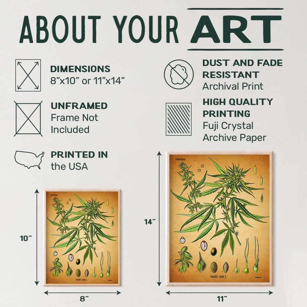 Marijuana Decor - 8x10 Vintage Botanical Art, Pot Poster - Cool Dope Gift for Ganja, Weed Smokers, Cannabis and CBD Fans - Unframed Picture, Photo, Print