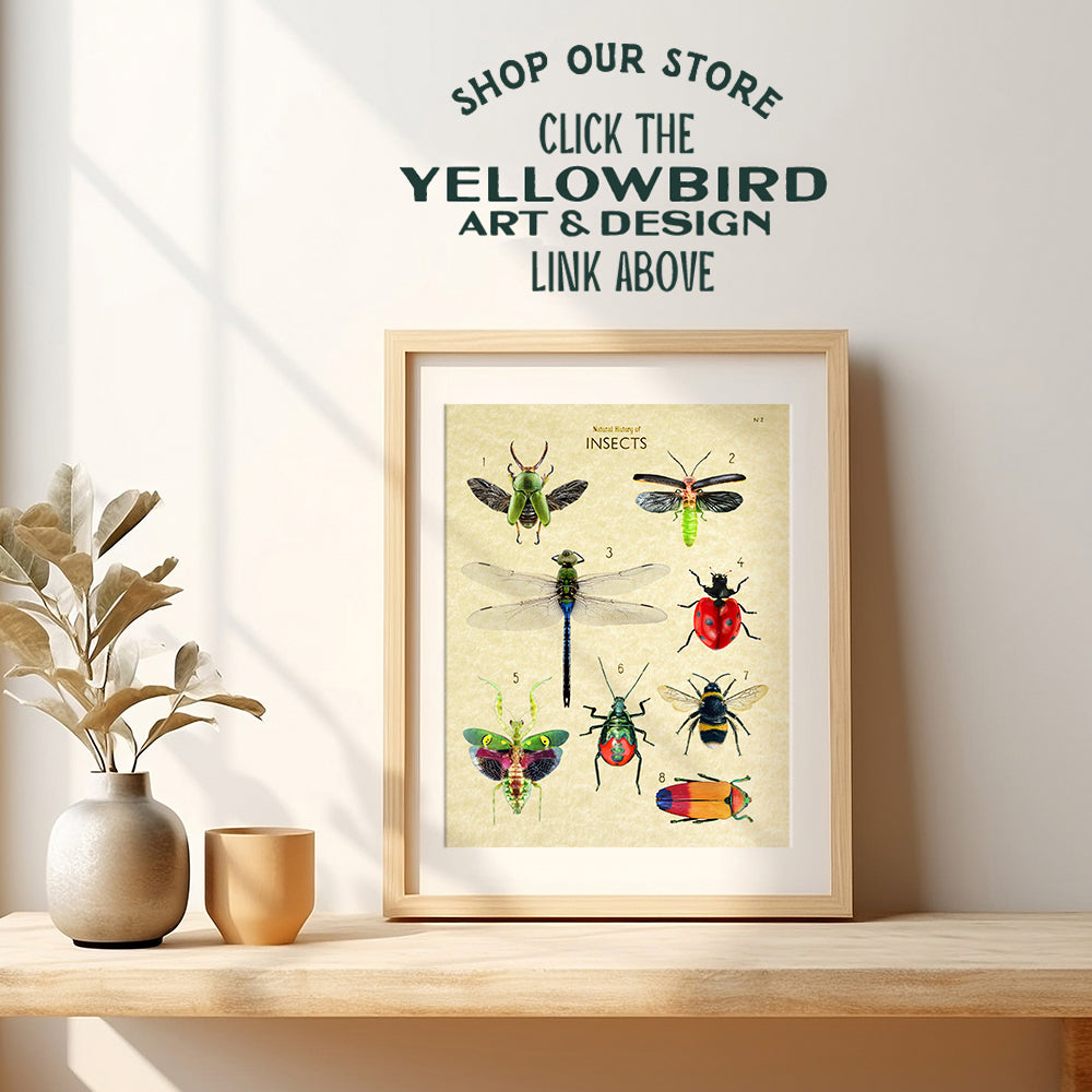 Dragonfly Wall Art - Bee Wall Decor - Bumblebee, Ladybug Decor - Ladybug Gifts - Insect Wall Decor - Dragonfly Wall Art - Scientific Bug Poster - Beetles - Vintage Entomology Botanical Prints