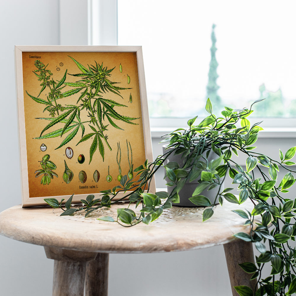 Marijuana Decor - 8x10 Vintage Botanical Art, Pot Poster - Cool Dope Gift for Ganja, Weed Smokers, Cannabis and CBD Fans - Unframed Picture, Photo, Print