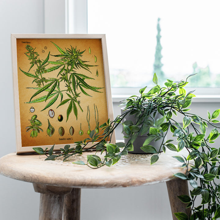 Marijuana Decor - 8x10 Vintage Botanical Art, Pot Poster - Cool Dope Gift for Ganja, Weed Smokers, Cannabis and CBD Fans - Unframed Picture, Photo, Print