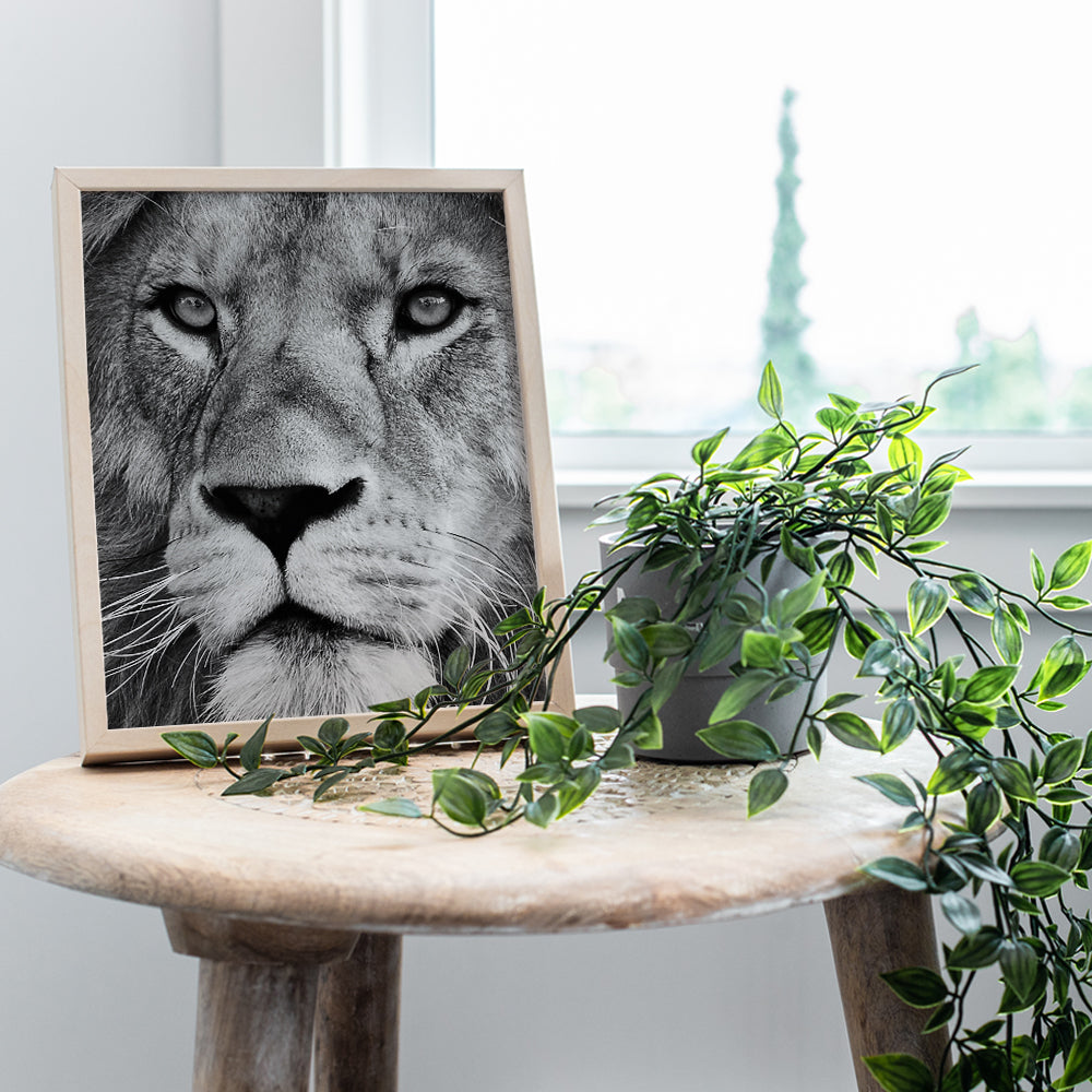 Lion Wall Art Decor - Big Cat Lion Head Picture Photo for Living Room, Bedroom, Home, Office, Kitchen, Dining Room, Apartment - Unique Gift for Jungle Animals Fans - 8x10 Poster Print - UNFRAMED