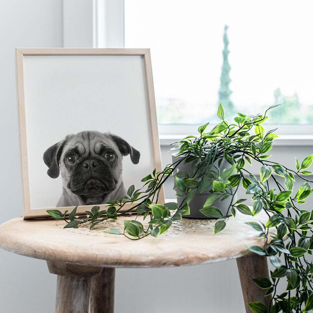 Pug Face Contemporary Wall Art Decor, 8x10 Photo Print - Funny Modern Art for Bedroom, Living Room, Home, Apartment - Gift for Dog, Puppy, Pet, Canine Lovers - Unframed Poster Picture