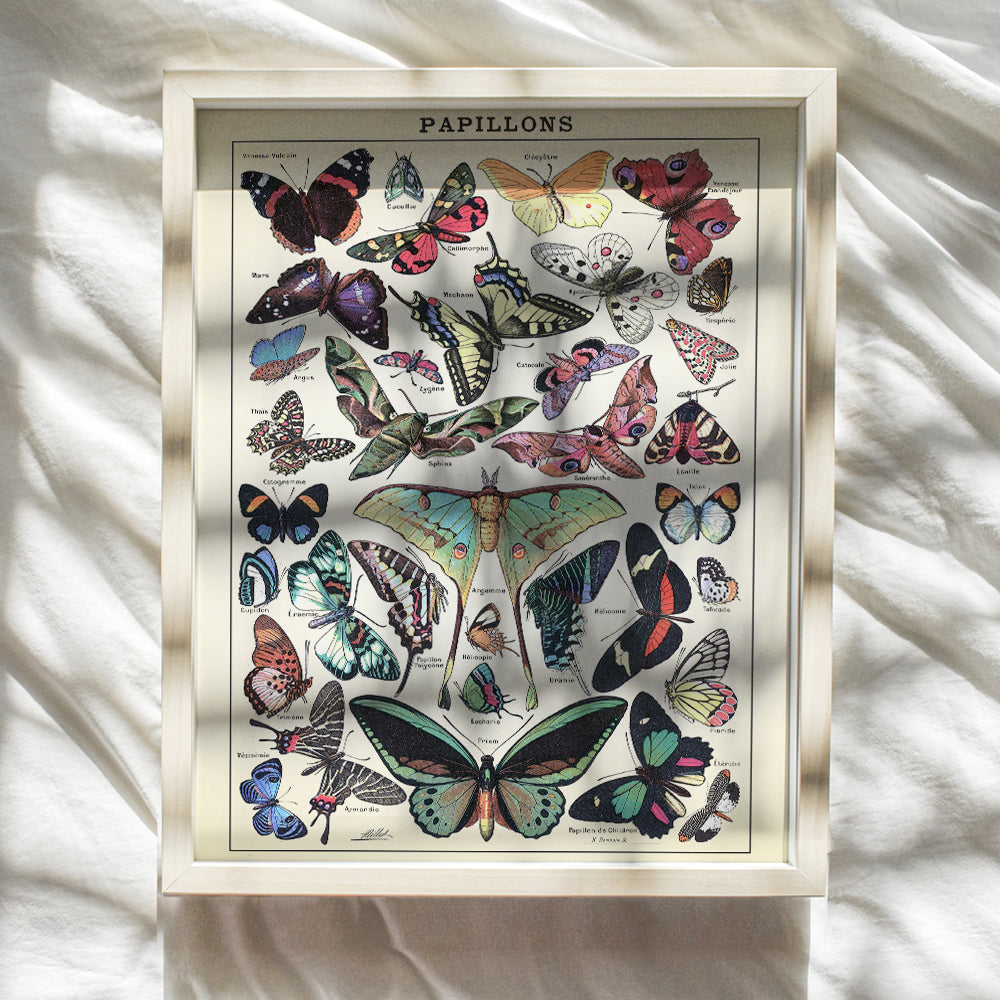 Butterflies Wall Art - Haeckel Botanical Print - 8x10 Rustic Shabby Chic Farmhouse Poster for Bedroom, Living Room, Dining Room, Office, Bathroom Decoration - Gift for Nature Lover - Vintage Decor