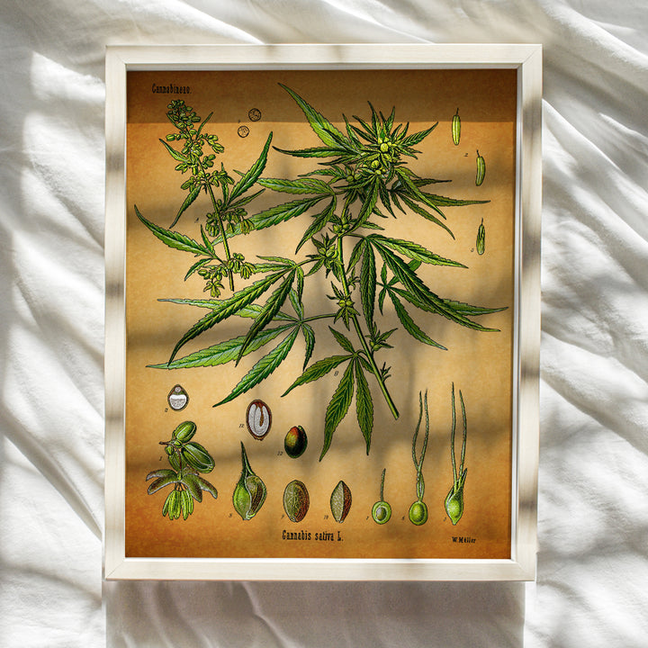 Marijuana Decor - 8x10 Vintage Botanical Art, Pot Poster - Cool Dope Gift for Ganja, Weed Smokers, Cannabis and CBD Fans - Unframed Picture, Photo, Print