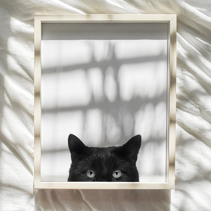 Black Cat Wall Art Photo - Unique 8x10 Modern Contemporary 8x10 Home Decor Print- Gift For Animal, Pets, Kitten, Kitty, Feline Lovers - Unframed