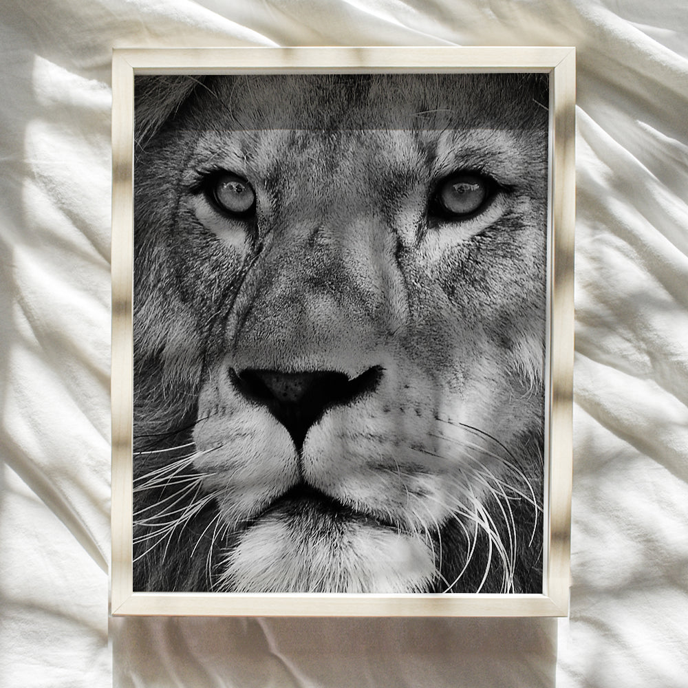 Lion Wall Art Decor - Big Cat Lion Head Picture Photo for Living Room, Bedroom, Home, Office, Kitchen, Dining Room, Apartment - Unique Gift for Jungle Animals Fans - 8x10 Poster Print - UNFRAMED