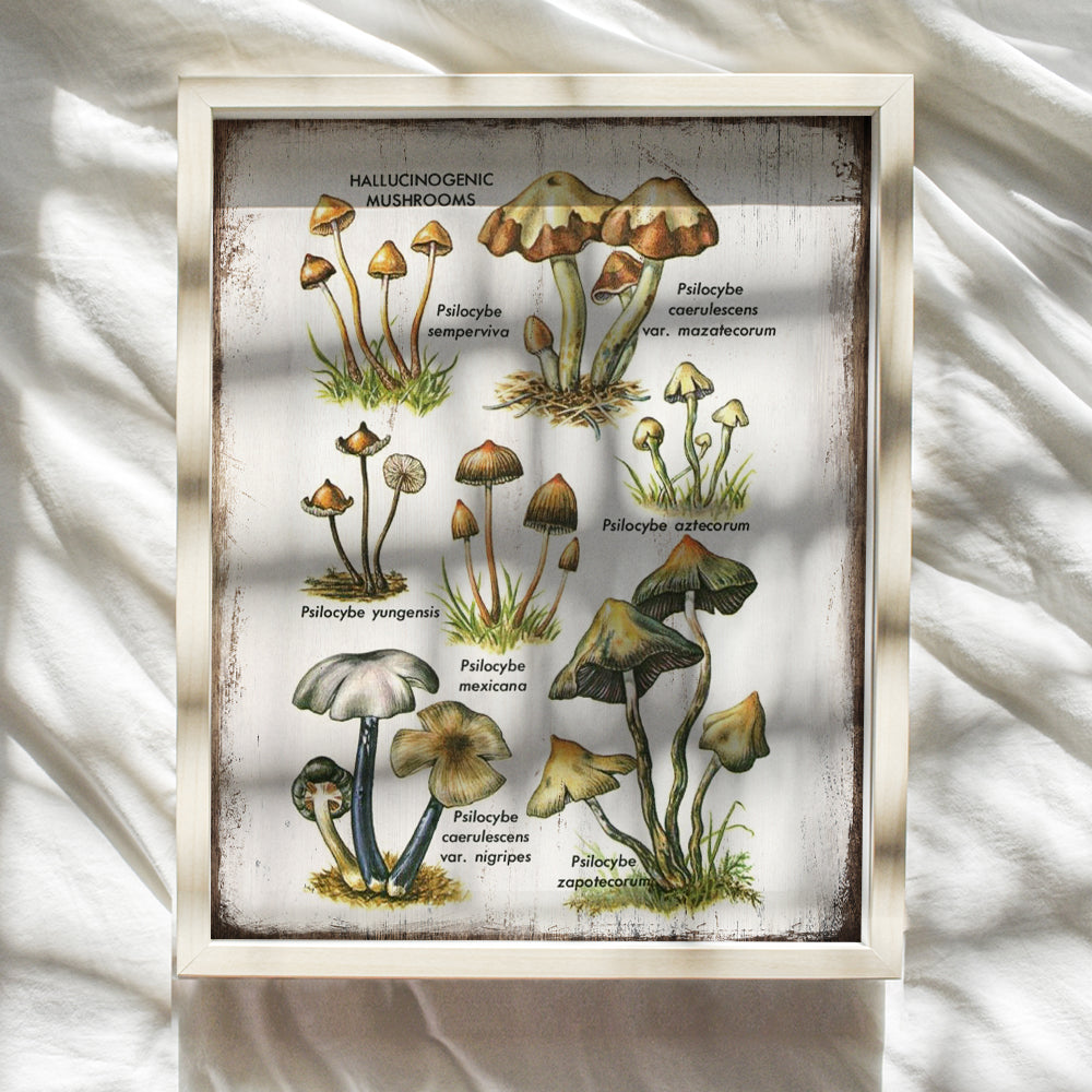 Psychedelic Hallucinogenic Medicinal Magic Mushrooms Botanical Prints Art - Psilocybin Spores Trippy Wall Decor - Pshycadellic Room Decor - Vintage Retro Rustic Sign Plaque Poster for Kitchen, Dorm