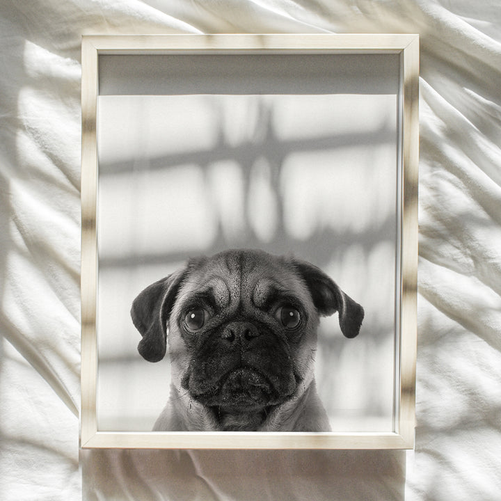 Pug Face Contemporary Wall Art Decor, 8x10 Photo Print - Funny Modern Art for Bedroom, Living Room, Home, Apartment - Gift for Dog, Puppy, Pet, Canine Lovers - Unframed Poster Picture