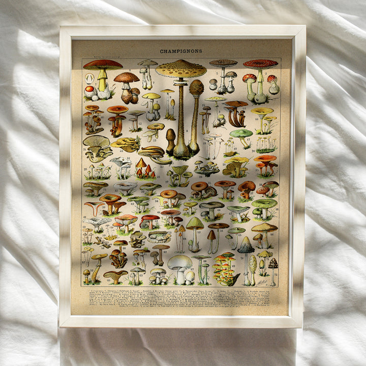 Mushroom Decor, 11x14 - Botanical Larousse Gastronomique Print - Rustic Vintage Dining Room, Kitchen Decor - Boho Country Farmhouse Wall Art for Cafe - Restaurant Wall Art Poster - Housewarming Gift