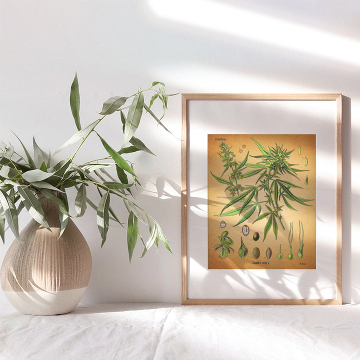 Marijuana Decor - 8x10 Vintage Botanical Art, Pot Poster - Cool Dope Gift for Ganja, Weed Smokers, Cannabis and CBD Fans - Unframed Picture, Photo, Print