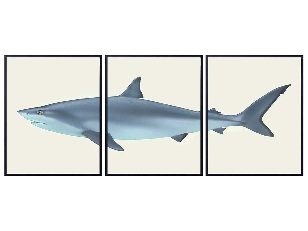 Shark Wall Art Print Set x3 - Vintage Home Decor for Beach or Lake House, Living Room, Den, Man Cave, Office, Bedroom - The Perfect Affordable Gift for Fisherman, Fishermen - 8x10 Photo - Unframed Set
