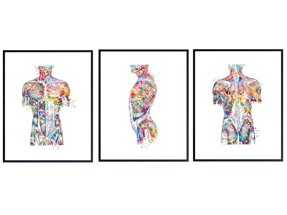 Modern Human Anatomy Room Decorations - Gift for Doctor, Nurse, Physicians Assistant, RN - Room Decor Wall Art Set for Medical Office, Home, Apartment, Living Room - Set of 3-8x10