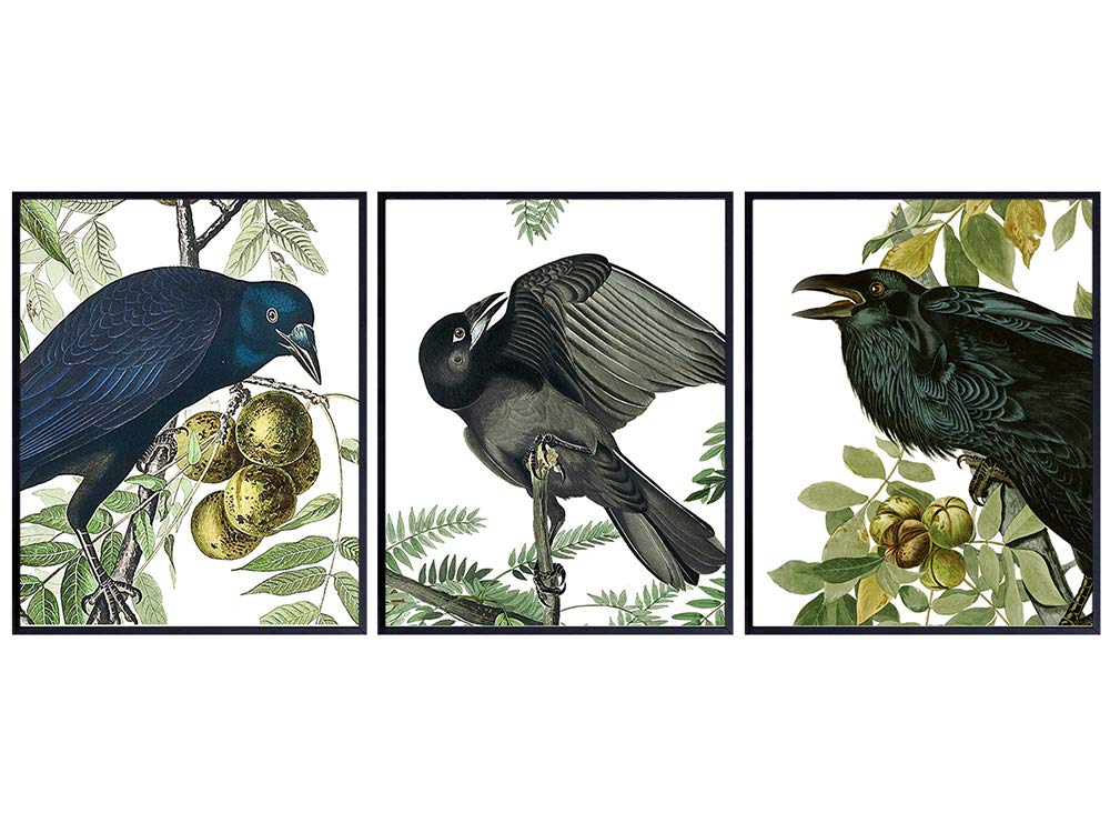 Raven, Crow Poster Set - 8x10 Audubon Botanical Prints - Gift for Men, Women, Edgar Allan Poe The Raven Poem Fan - Bird Watching Wall Art Decor - Home Decoration for Bedroom, Living, Dining Room