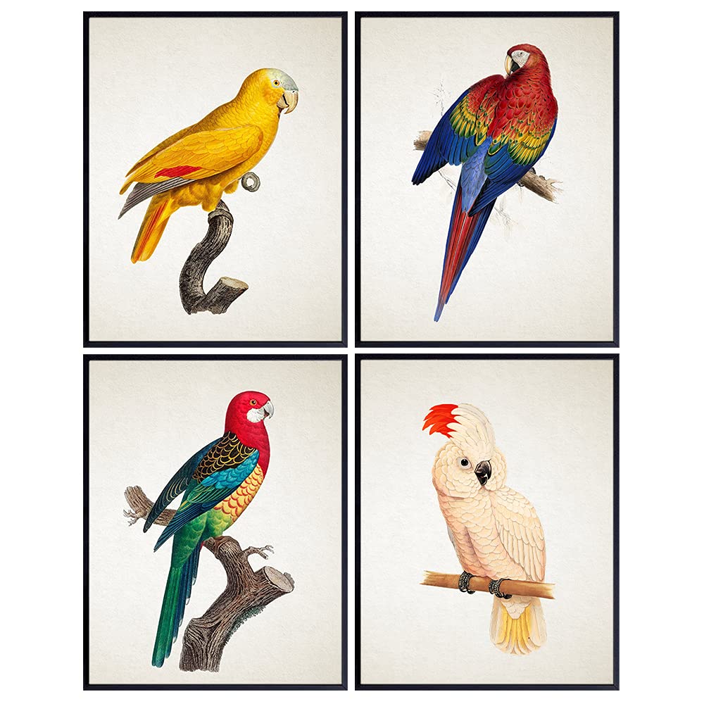 Bird Wall Decor - Bird Wall Art - Tropical Decor - Parrot Decor - Parakeet, Cockatoo, Lovebird, Macaw Wall Art - Tropical Birds Decorations - Birdwatcher Gifts - Vintage Audubon Birds