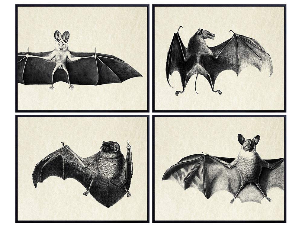 Bats Wall Decor - Creepy Scary Vintage Retro Anatomical Gothic Home or Room Art Decoration - Gift for Goth, Horror, Vampire Fans - 8x10 UNFRAMED Picture Poster Print Set