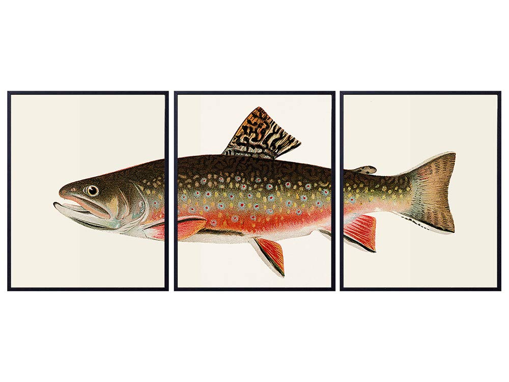 Trout Wall Art Print Set x3 - Vintage Home Decor for Beach or Lake House, Living Room, Den, Man Cave, Office, Bedroom - The Perfect Affordable Gift for Fisherman, Fishermen - 8x10 Photo - Unframed Set
