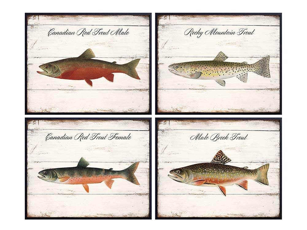 Vintage Denton Trout Illustration Wall Art - 8x10 Sign Photo Print Set for Lake or Beach House, Home Decor, Room Decoration - Rustic Shabby Chic Gift for Fisherman, Fly Fishing Fan - Unframed