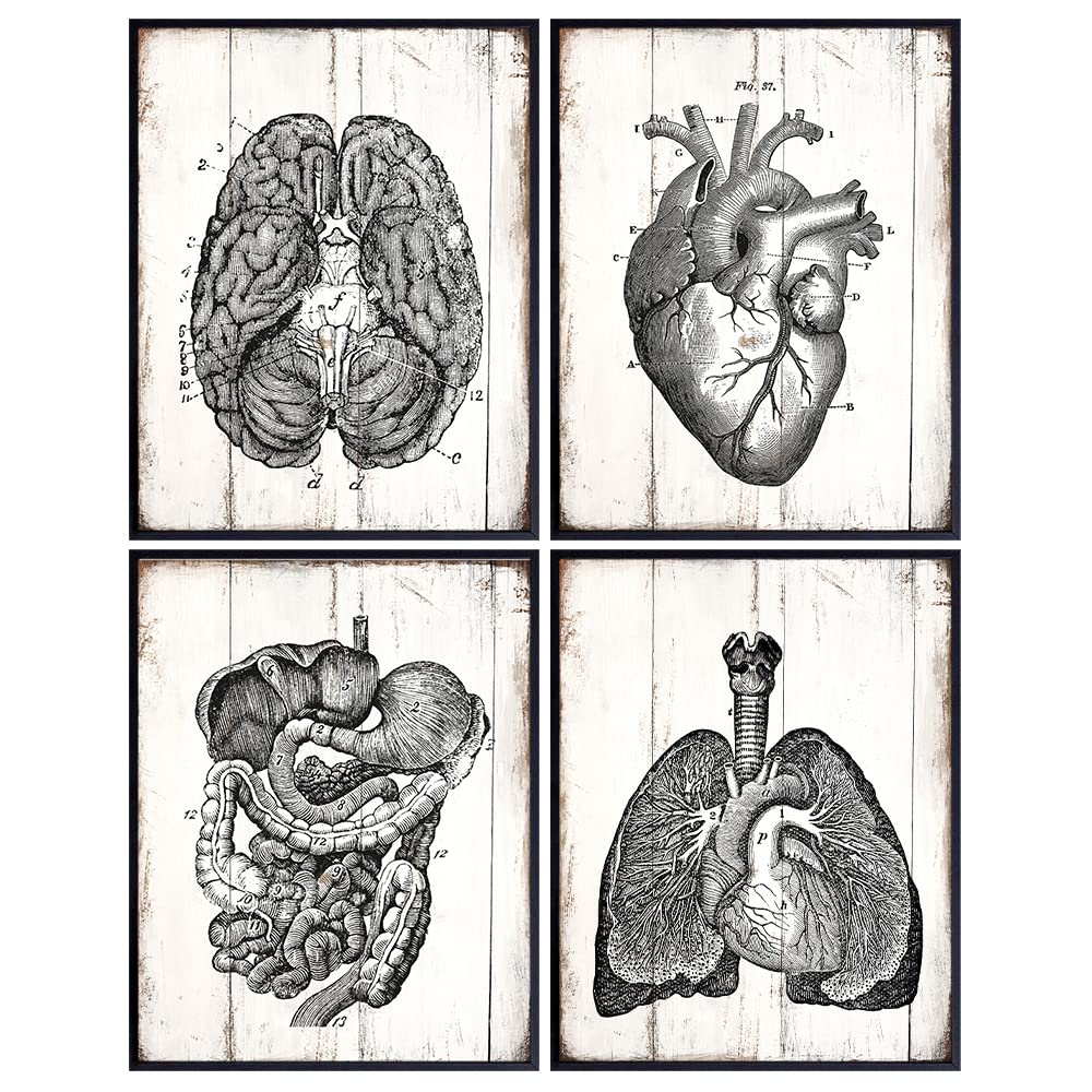 Vintage Anatomical Organs Wall Art Photo Set - 8x10 Rustic Farmhouse, Shabby Chic Poster Prints for Medical Clinic, Dr Office - Gift for Doctor, Nurse - Unframed Poster Pictures Print