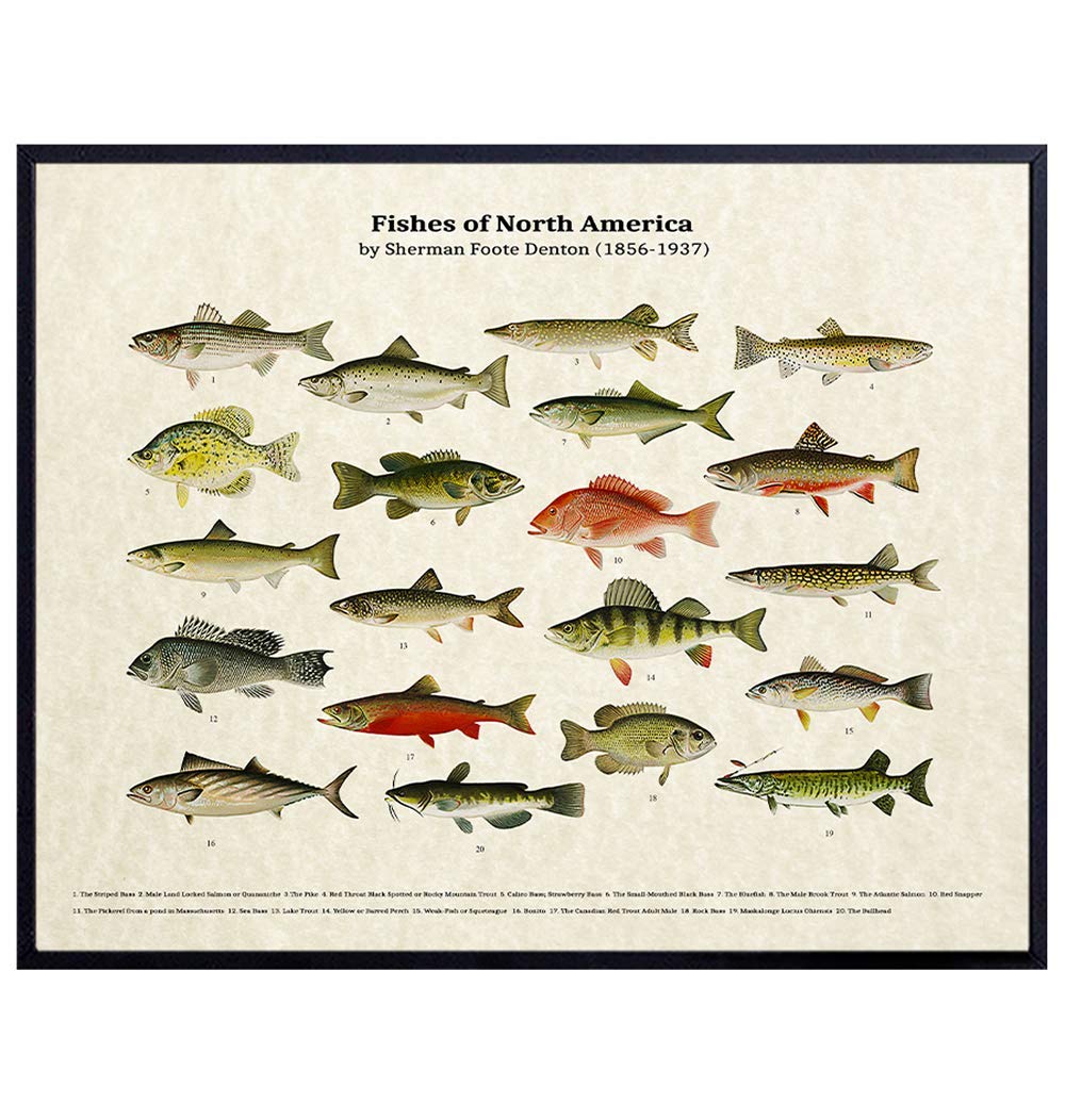 Fish of North America - Unframed Parchment Wall Art Print - Great For Lake House, Beach House, Fishermen - Perfect Home Decor or Gifts - Heddon, Lunkers - Ready to Frame (8x10) Photo