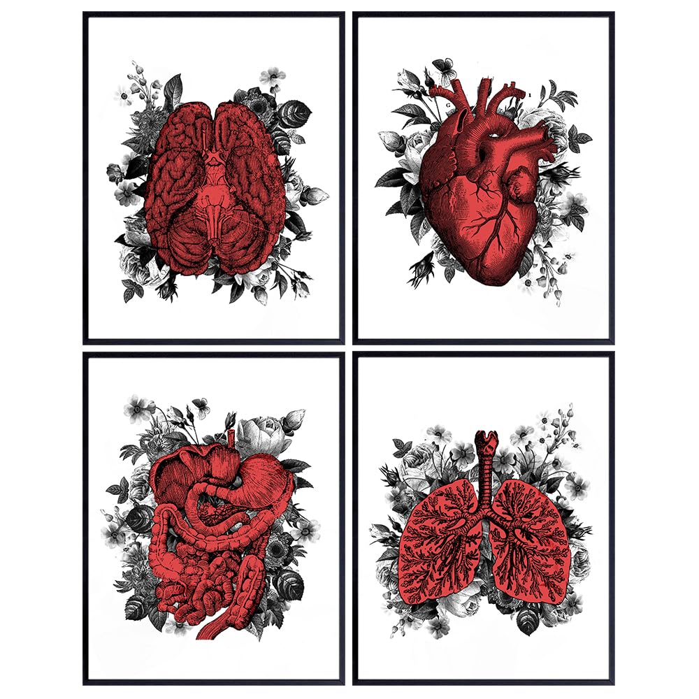 Vintage Shabby Chic Floral Organs - Anatomical Wall Art Print Set - 8x10 Photo Posters for Medical Clinic, Doctor Office, Home Decor - Gift for Med Student, Physician, Dr, Nurse - Unframed Pictures