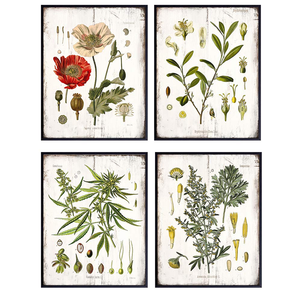 Medicinal Plants Botanical Prints - 8x10 Rustic Wall Art Decor, Decoration Set for Kitchen, Living Room, Bedroom, Dining Room - Boho Gift for Weed, Cannabis, Marijuana Fans