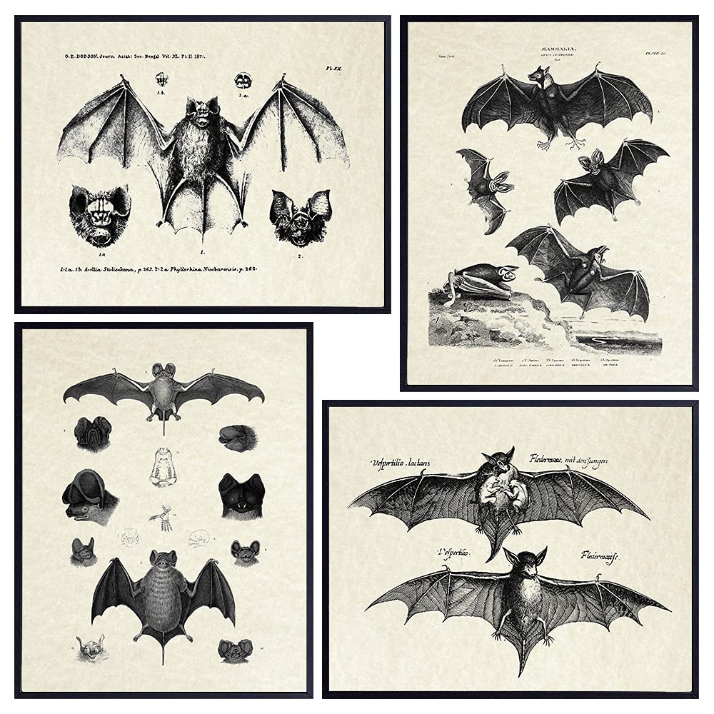 Bats Gothic Wall Art &amp; Decor - LARGE 11X14 - Vintage Retro Hipster Goth Art, Home or Room Decoration - Gift for Horror, Vampire Fans - Creepy Scary Anatomical Picture Poster Print Set