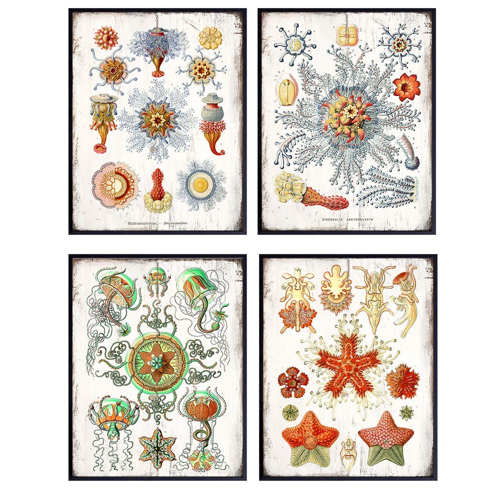 Vintage Beach House Decor Set - Nautical Botanical Wall Art Prints for Bathroom, Bedroom, Living Room - Rustic Shabby Chic Gift for Ocean, Sea, Ernst Haeckel Fans - 8x10 UNFRAMED Posters