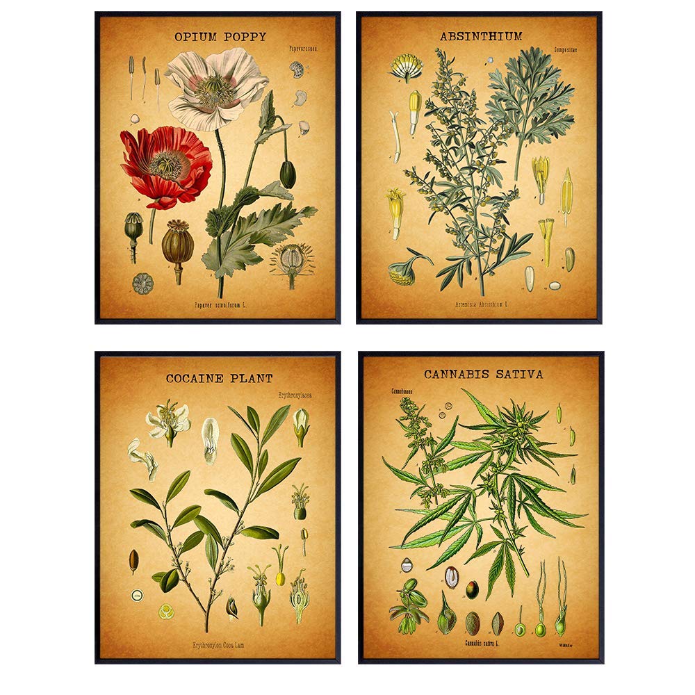 Medicinal Drugs Botanical Wall Art Prints - 4-8x10 Vintage Pictures for Dispensary, Pot Shop, Kitchen, Living Room, Dorm, Bedroom - Unique Gift for Weed, Herb, Cannabis, Ganja, Marijuana, CBD Fans
