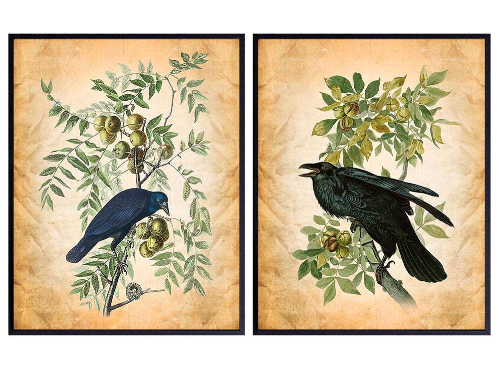 Raven, Crow, Audubon Botanical Prints Poster Set - 8x10 Bird Watching Ornithology Wall Art Decor - Gift for Men, Women, Edgar Allan Poe The Raven Poem Fan - Home Decoration for Bedroom, Living Room