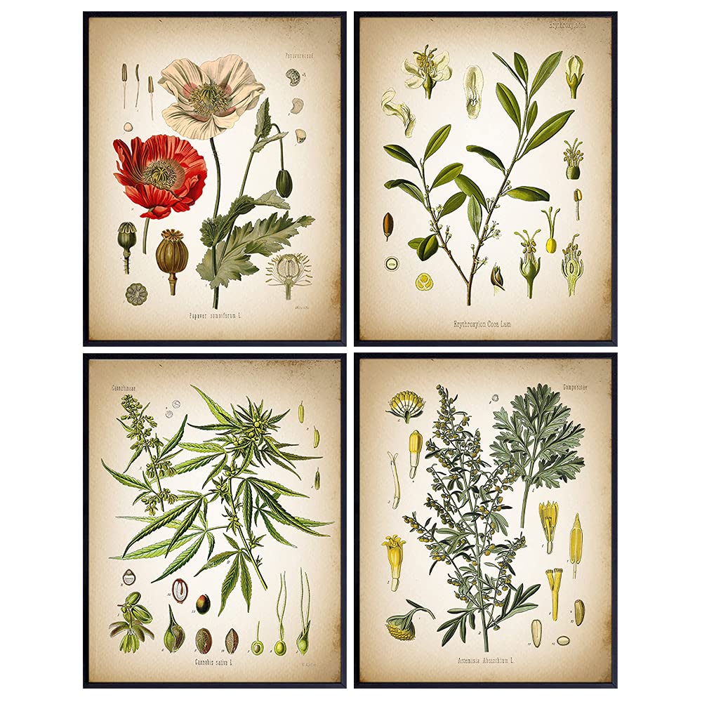 Marijuana Decor - Dope Wall Art - Stoner Gifts - Medicinal Plants Botanical Prints - Rustic Wall Art Decoration Set - Kitchen, Living Room, Bedroom, Dining Room - Cannabis, Absinthe, Cocaine, Opium
