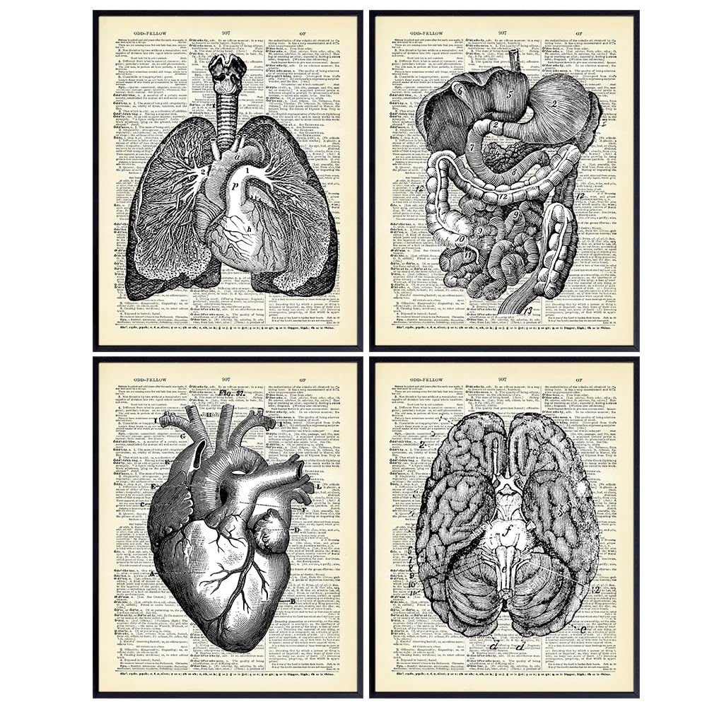 Human anatomy Wall Art 11x14 - Retro Vintage Gothic Decor for Medical Clinic, Hospital, Office - Physician, RN, Doctor, Nurse Gifts - Human anatomy Aesthetic Decor Poster Set - Heart, Lungs, Brain