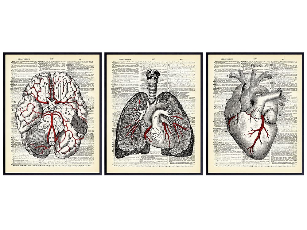 Vintage Anatomy Organs Goth Dictionary Decor - 8x10 Unframed Upcycled Prints Set for Home or Doctor Office - Unique Steampunk Home Wall Art Decor - Gift for Doctor, Nurse, PA, Med Student