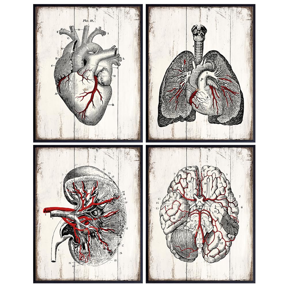 Vintage anatomy Poster for Men 11x14 - ER Nurse Hospital Wall Art Print - Shabby Chic Wall Art Set for Doctor Clinic, Dr Office - Gift for Nurse, Med Student, Cardiologist - Heart Lungs Kidney Brain