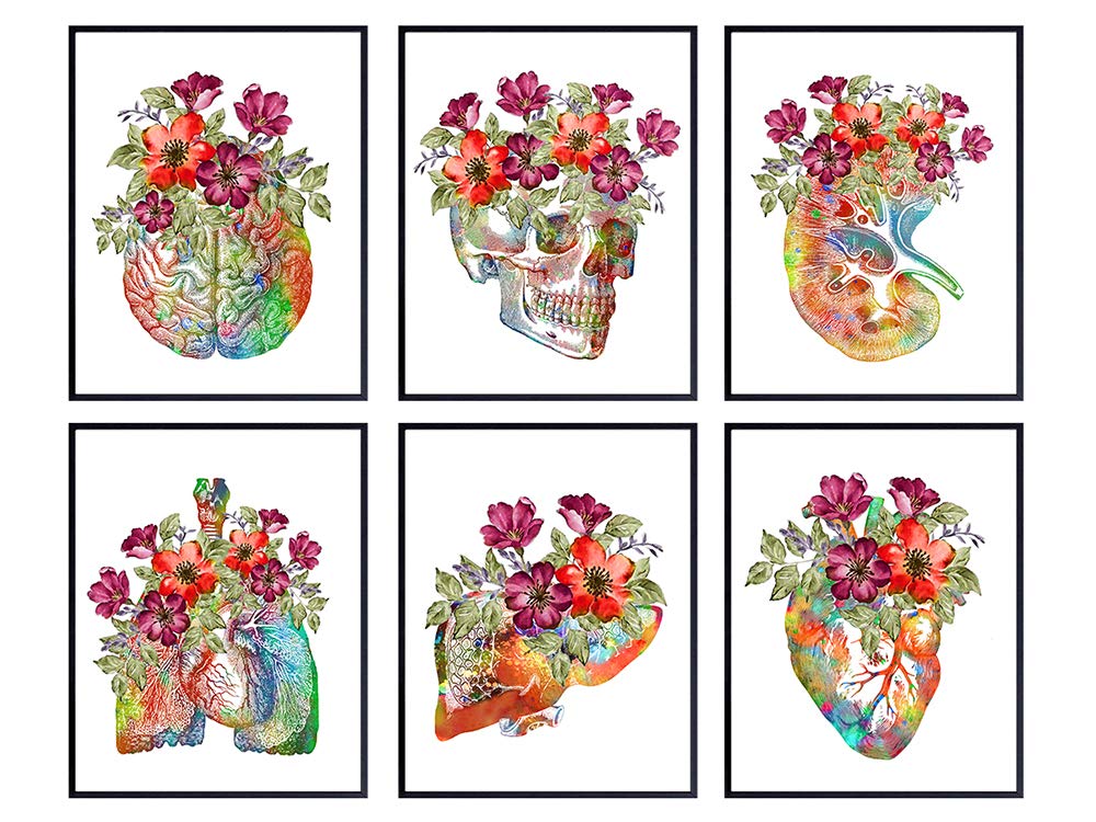 Human Anatomy Wall Art Decor - Medical Office Decor Set - Skull, Heart, Brain, Lungs, Kidney, Liver Room Decorations - Gift for for Doctor, Nurse, Physicians Assistant, RN - Poster Picture Prints