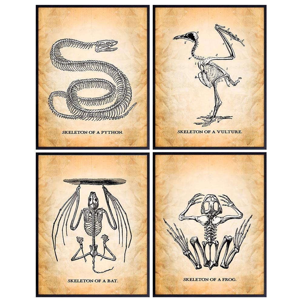 Gothic Home Decor - Goth Room Decor, Wall Art - Creepy Skeletons Poster Set - Cool Gift or Chic Hipster Decoration for Office, Living Room, Bedroom, Apartment - Snake Bat Frog Vulture Vintage Prints
