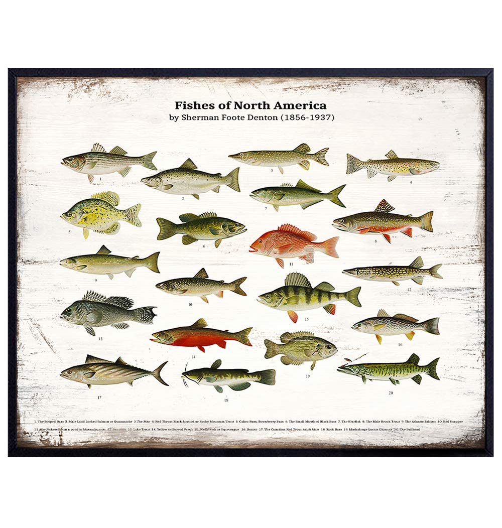 Vintage Rustic Fish Wall Art Decor Poster Print - Freshwater Bass, Trout Fishing Picture for Lake House, Cabin - Boho Shabby Chic Farmhouse Style Sign Plaque Replica - Gift for Fisherman - Unframed