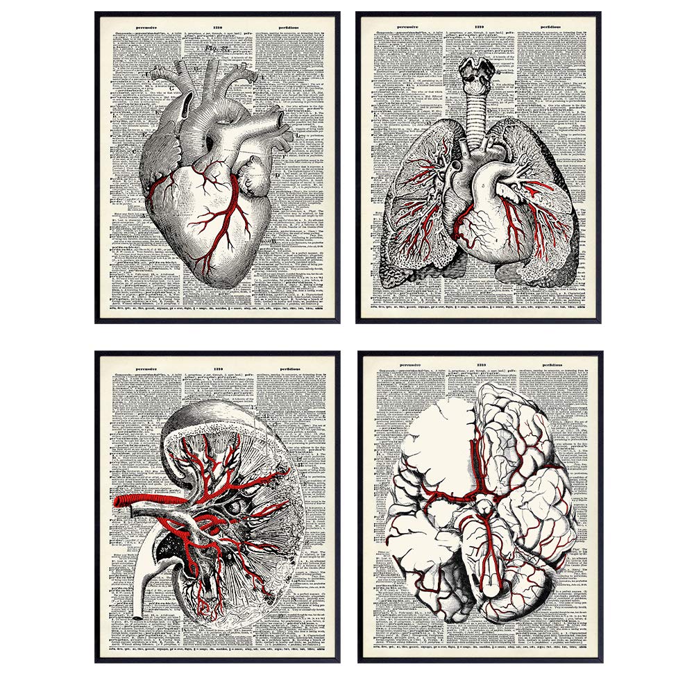 Human Anatomy, Vintage Organs Dictionary Wall Art - 8x10 Shabby Chic Photo Picture Set for Medical Clinic, Dr Office - Gift for Doctor, Nurse, Med Student, Cardiologist, Neurologist - Unframed Prints